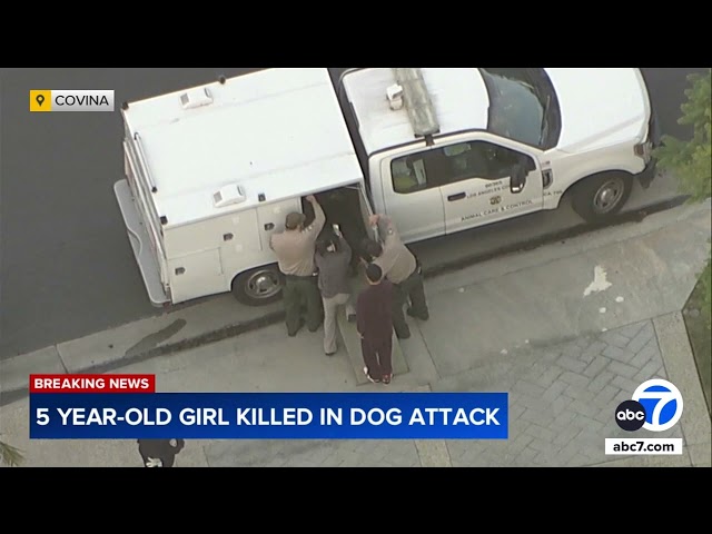 ⁣Family dogs attack, kill 5-year-old girl in SoCal home's backyard