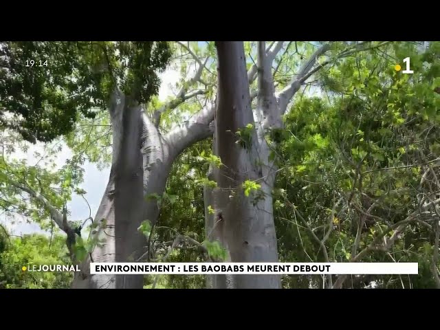 ⁣Environnement : les baobabs meurent debout