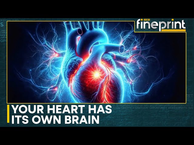 ⁣Study Reveals Heart Possesses Its Own Nervous System | WION Fineprint