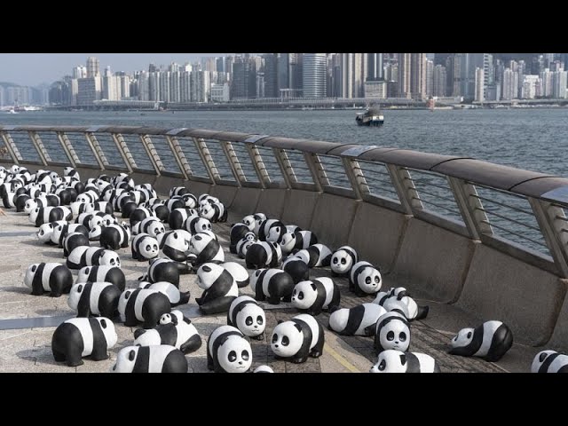 ⁣No Comment : les pandas envahissent Hong Kong