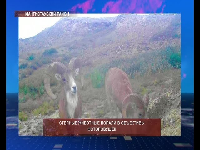 ⁣Степные животные попали в объективы фотоловушек