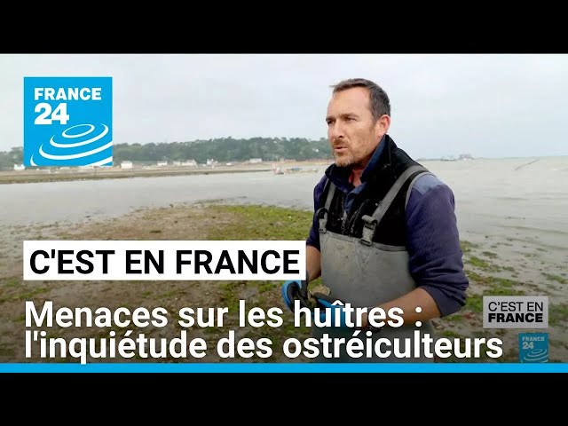 ⁣Virus, vol d'huîtres, réchauffement climatique... Les ostréiculteurs inquiets • FRANCE 24