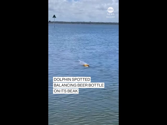 ⁣Dolphin spotted balancing beer bottle on its beak