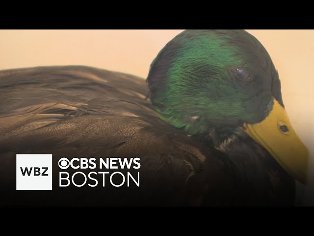 ⁣100 gallons of oil spills into Boston's Muddy River, impacting around 40 animals, officials say