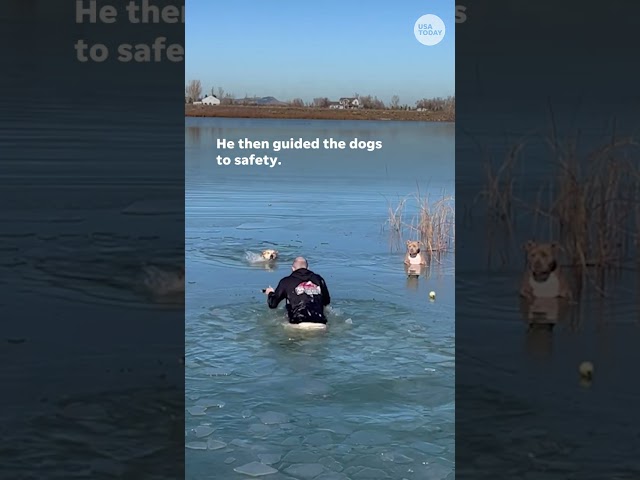 ⁣Dogs rescued after falling through lake ice in Colorado #Shorts