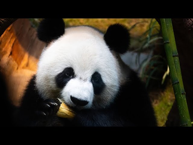 ⁣Le public rencontre les pandas An An et Ke Ke à Hong Kong