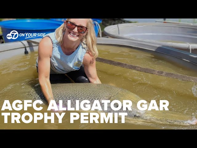 ⁣AGFC's Alligator Gar Permit