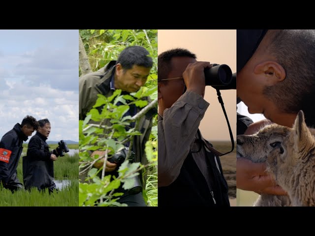 ⁣Stay tuned for docuseries 'Harmony Keepers: Tales of Nature's Guardians'