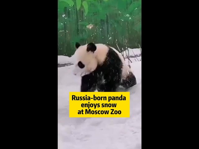 ⁣Russia-born panda Katyusha enjoys snow at Moscow Zoo