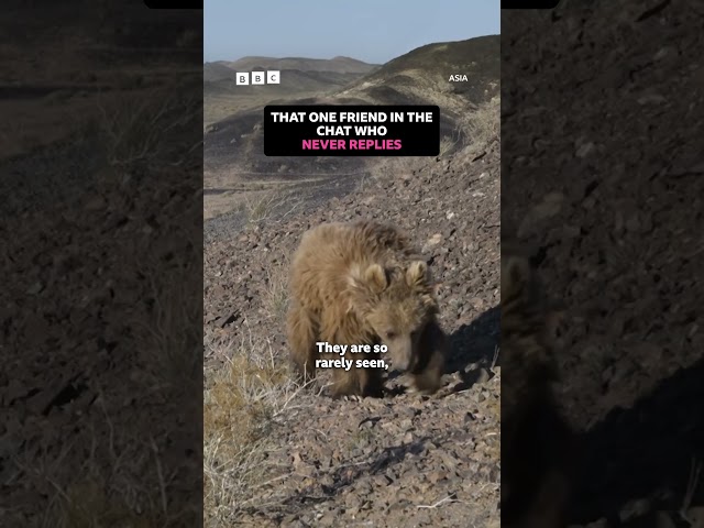 ⁣Take a look at the (thought to be) mythical Gobi Bear! - BBC