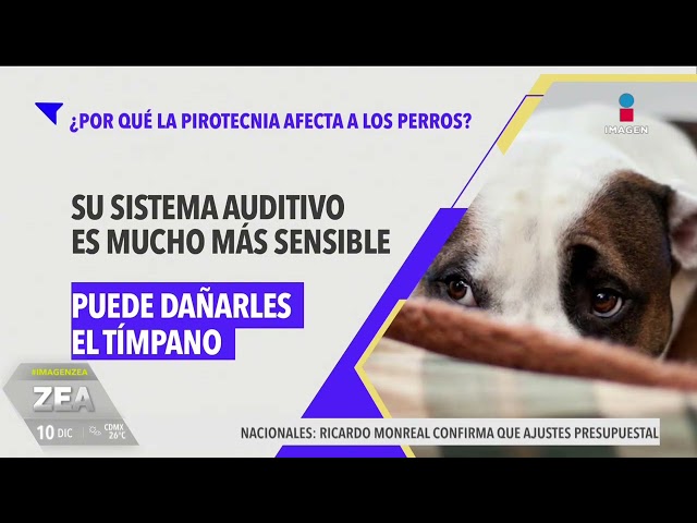 ⁣¿Por qué la pirotecnia afecta a los perros? | Noticias con Francisco Zea