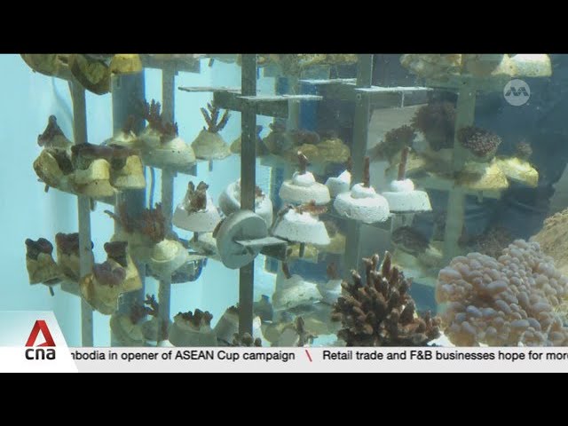 ⁣New facility aims to plant 100,000 corals over next 10 years