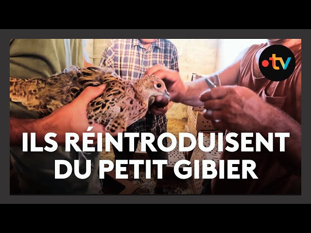 ⁣Petit gibier : pour lutter contre le déclin, des chasseurs opèrent des réintroductions d'animau