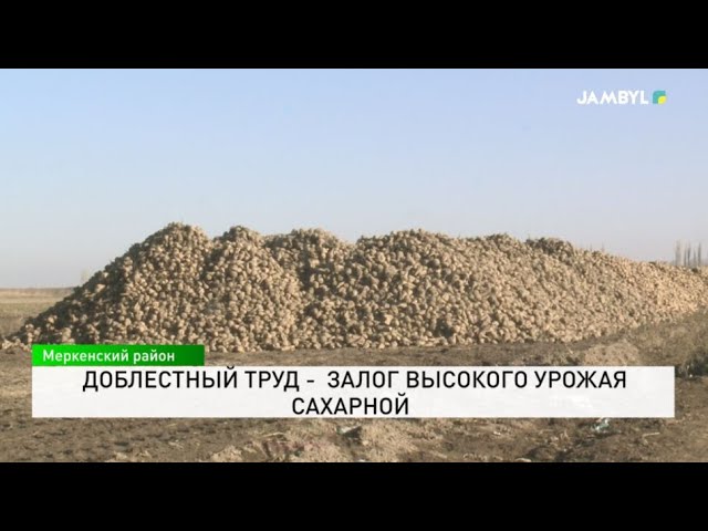 ⁣Доблестный труд - залог высокого урожая сахарной