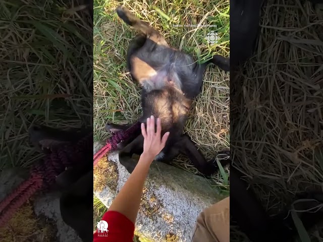 ⁣La touchante histoire de louveteaux sauvés par le Refuge Pageau | Vidéojournal