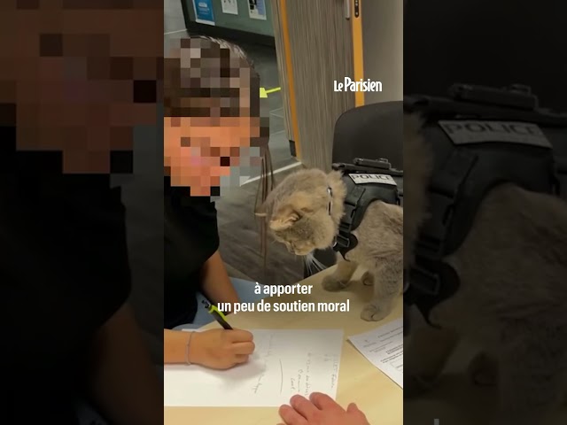 ⁣Marin, le chat-policier star des réseaux a disparu