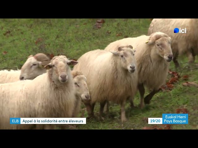 ⁣Fièvre catarrhale : le syndicat ELB lance un appel à la solidarité