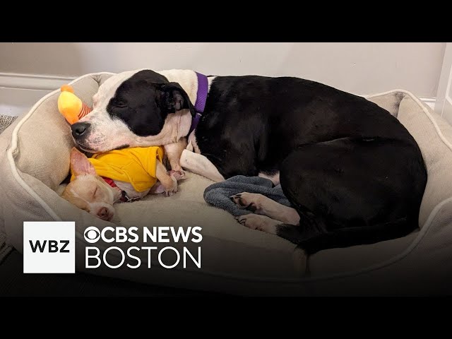 ⁣Dogs with "comical" size difference bond at Boston animal shelter