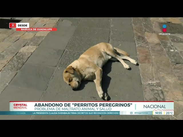 ⁣Muchos perritos son abandonados por peregrinos en la Basílica de Guadalupe | Crystal Mendivil