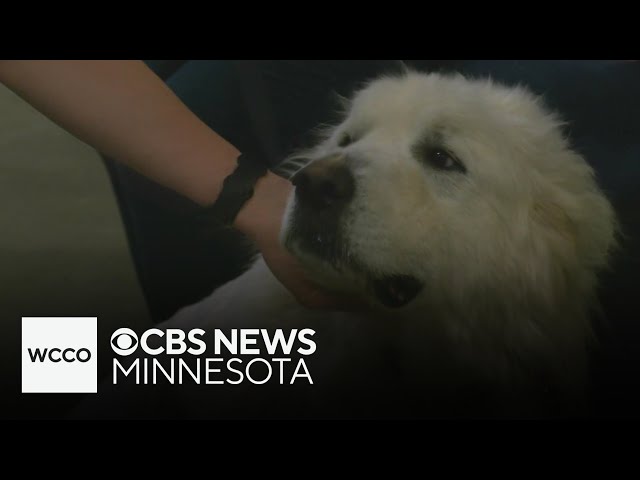 ⁣2 charged in Beltrami County with animal mistreatment of hundreds of cats and dogs