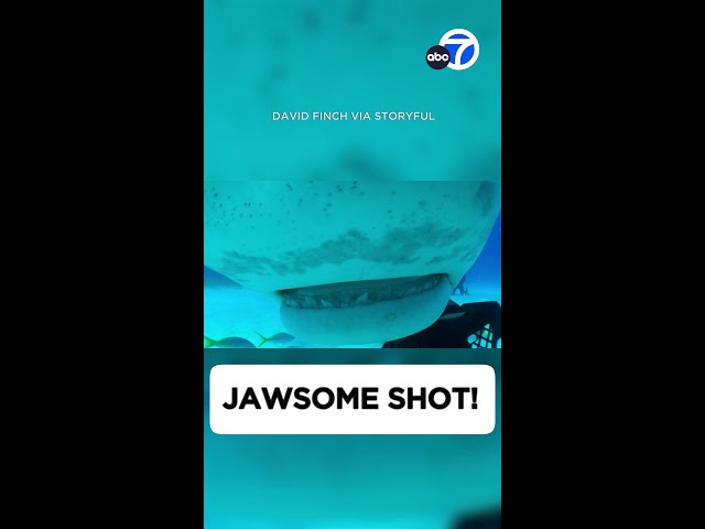 ⁣Jawsome shot!