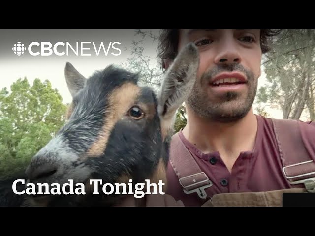 ⁣He fled the Malibu wildfire with 3 goats and a pig | Canada Tonight