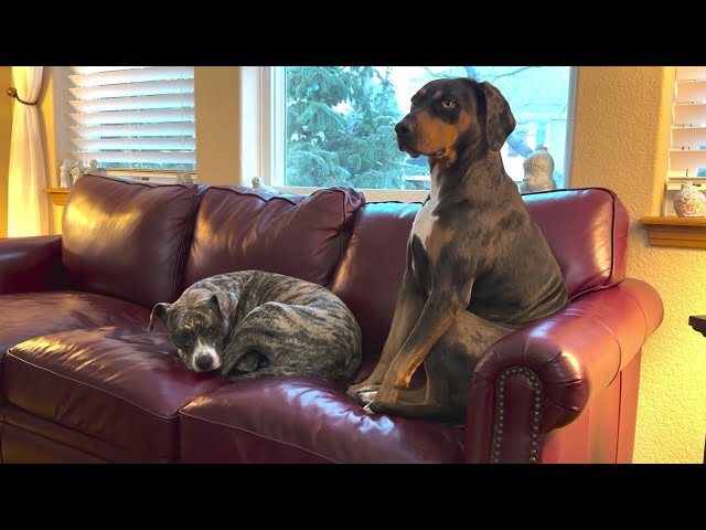 ⁣Colorado shelter system being overwhelmed with pets that have been abandoned