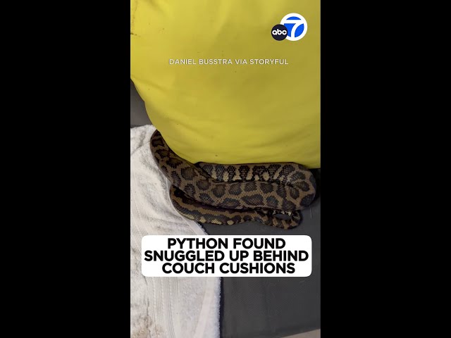 ⁣Python found snuggled up behind couch cushions