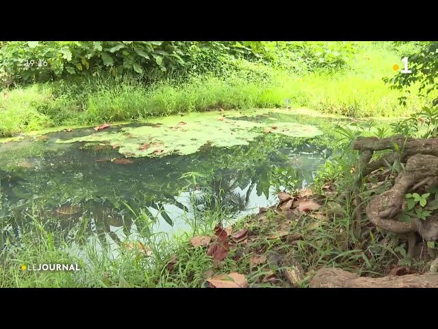 ⁣Projet de restauration écologique de la rivière Bouyouni