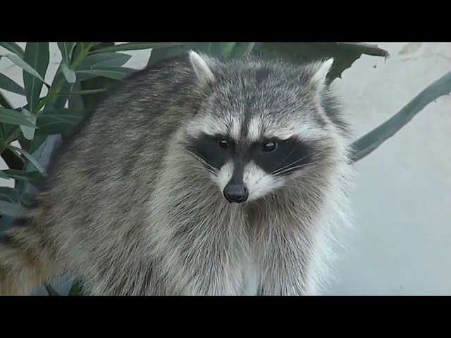 ⁣Greeley police warn residents of raccoon Distemper