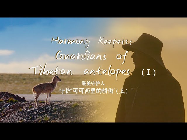 ⁣Harmony Keepers: Guardians of Tibetan antelopes (I)