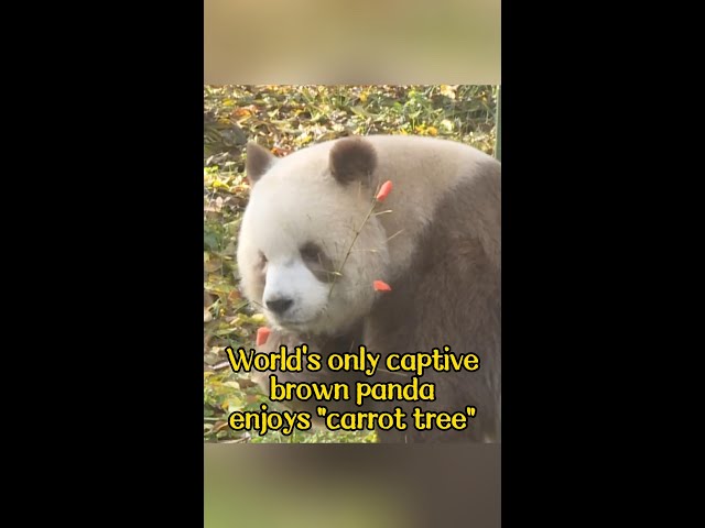 ⁣World's only captive brown panda enjoys "carrot tree"