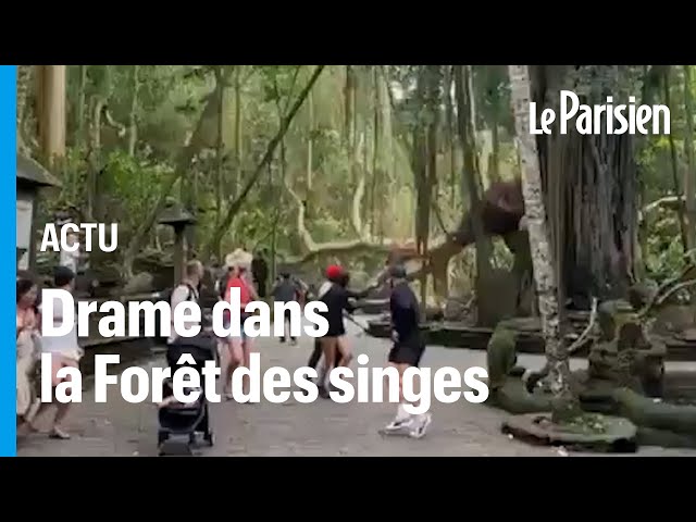 ⁣Une Française tuée par la chute d'un arbre à Bali