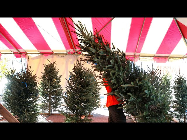 ⁣Shortages causing angst in ever-green Christmas tree market