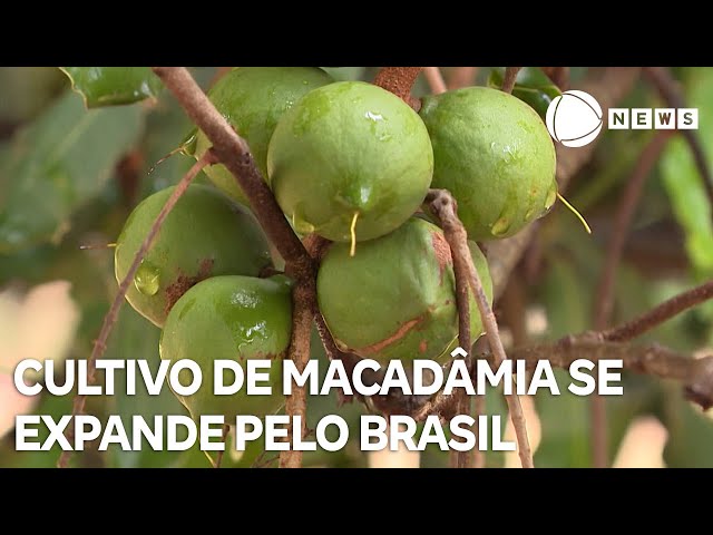 ⁣Cultivo de macadâmia se expande pelo Brasil