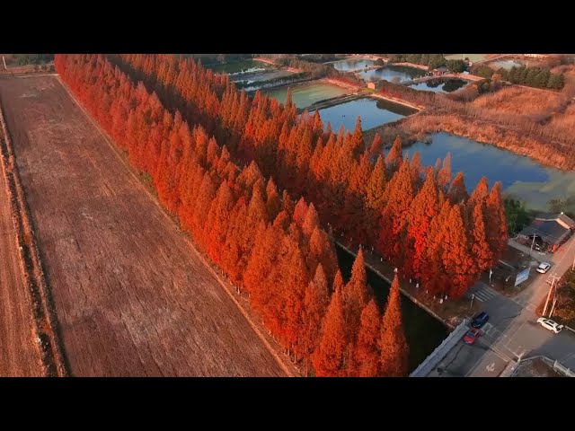 ⁣Winter Only: Wonderful Metasequoia Road at Sunset