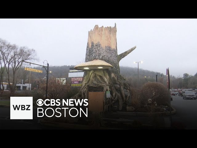 ⁣Money stolen from ATM tree in Massachusetts