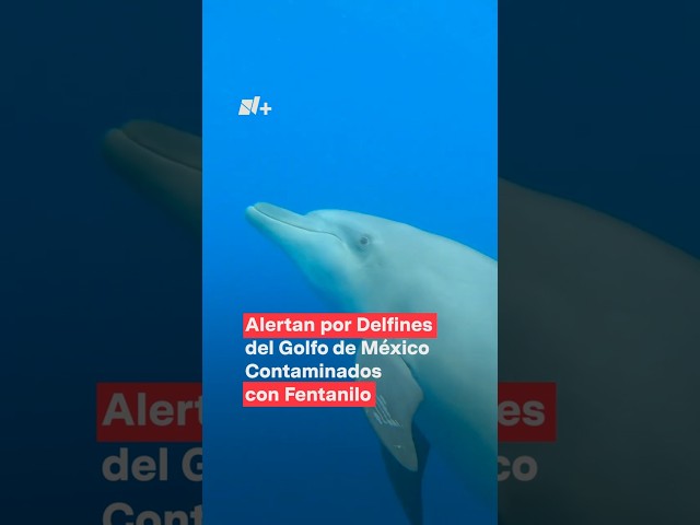 ⁣Alertan por delfines del Golfo de México contaminados con fentanilo #nmas #shorts #delfin