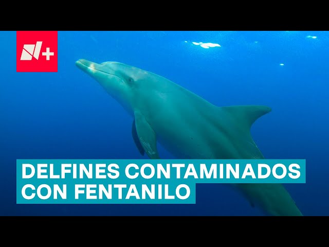 ⁣Alertan por delfines del Golfo de México contaminados con fentanilo - N+