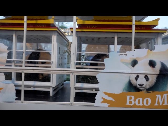 ⁣Belgians bid goodbye to China-bound giant panda sibling trio