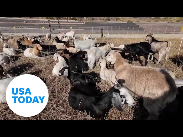 ⁣Denver community enlists 1,200 goats to prevent wildfires | USA TODAY