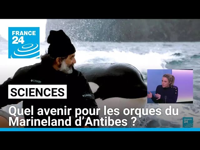 ⁣Orques du Marineland d’Antibes : les ONG plaident pour leur transfert dans un sanctuaire marin