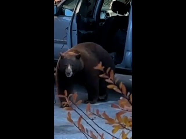 ⁣Massive bear destroys truck after locking itself inside #Shorts