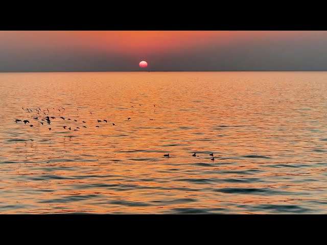 ⁣Ducks and ducks! Thousands of migratory ducks fly to roost in Hongze Lake, Jiangsu Province