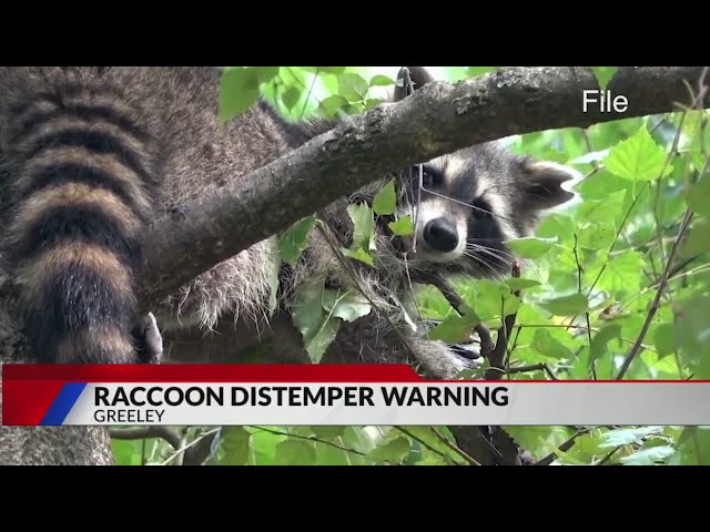 ⁣Greeley police: Be aware of disease-carrying raccoons