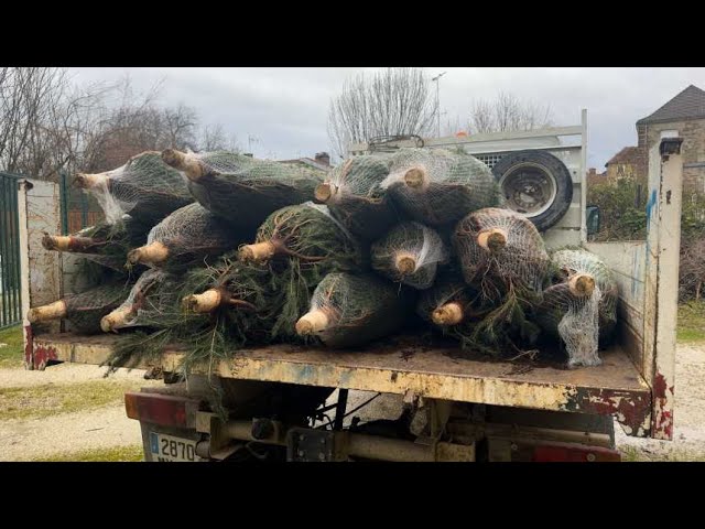 ⁣Une distribution gratuite de sapin pour décorer Sommevoire