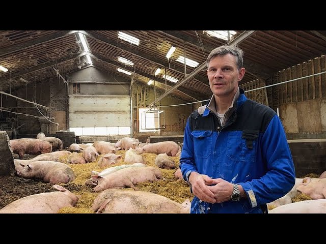 ⁣Denmark’s carbon tax on livestock: a model for Europe?