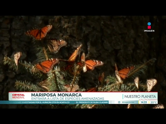 ⁣¡Mariposas Monarca en peligro! | Noticias con Crystal Mendivil