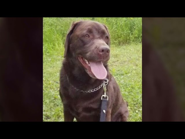 ⁣Missing dog found safe after Toronto-area carjacking