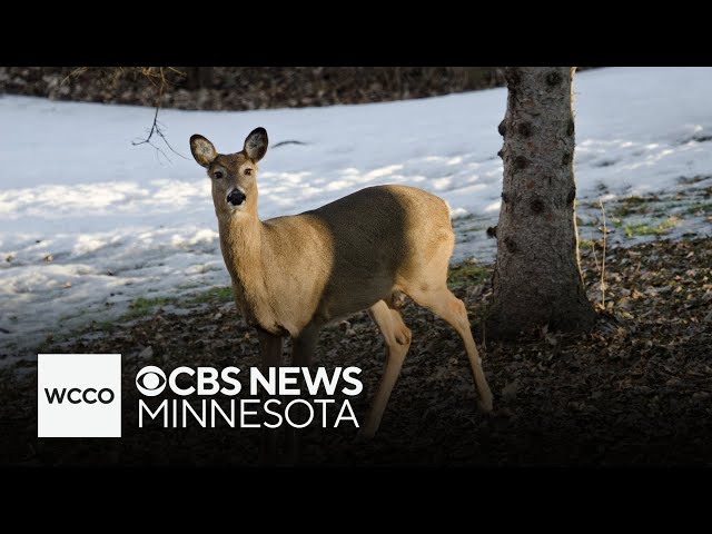 ⁣DNR-approved deer hunts seek to control Minnesota's elevated population